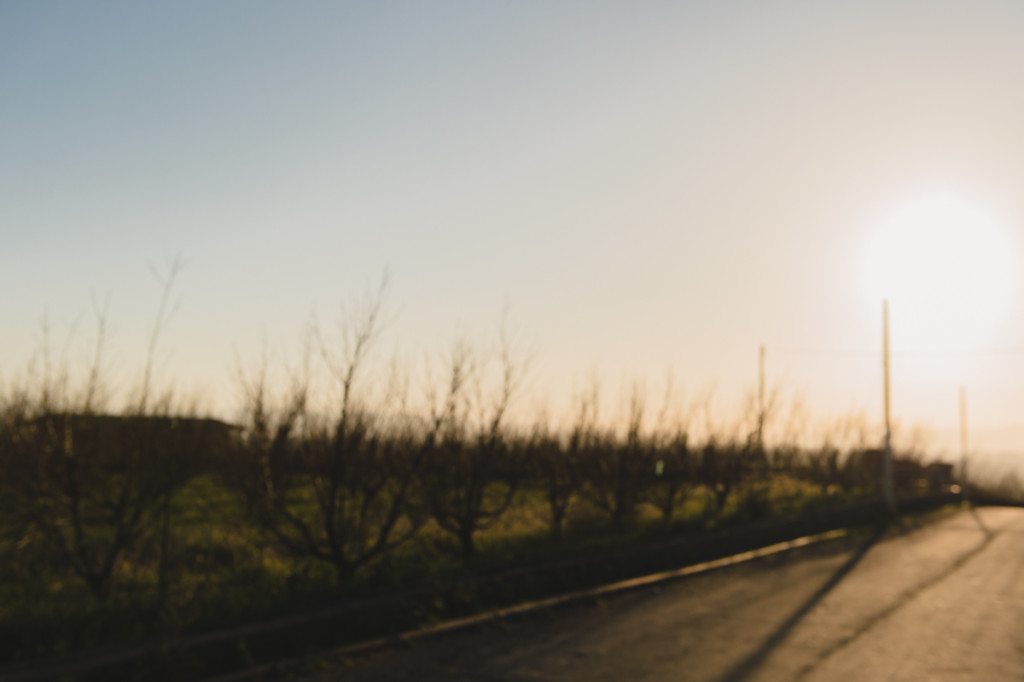 purposeful out of focus image of backlit trees by megan cieloha