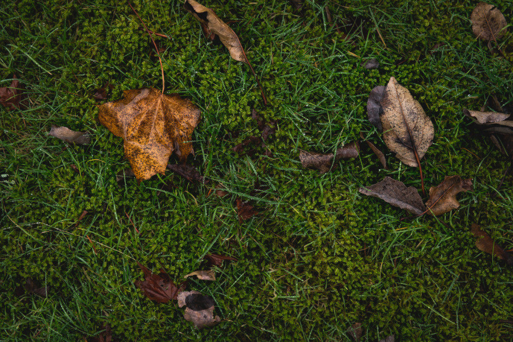 leaves on green grass and moss by megan cieloha