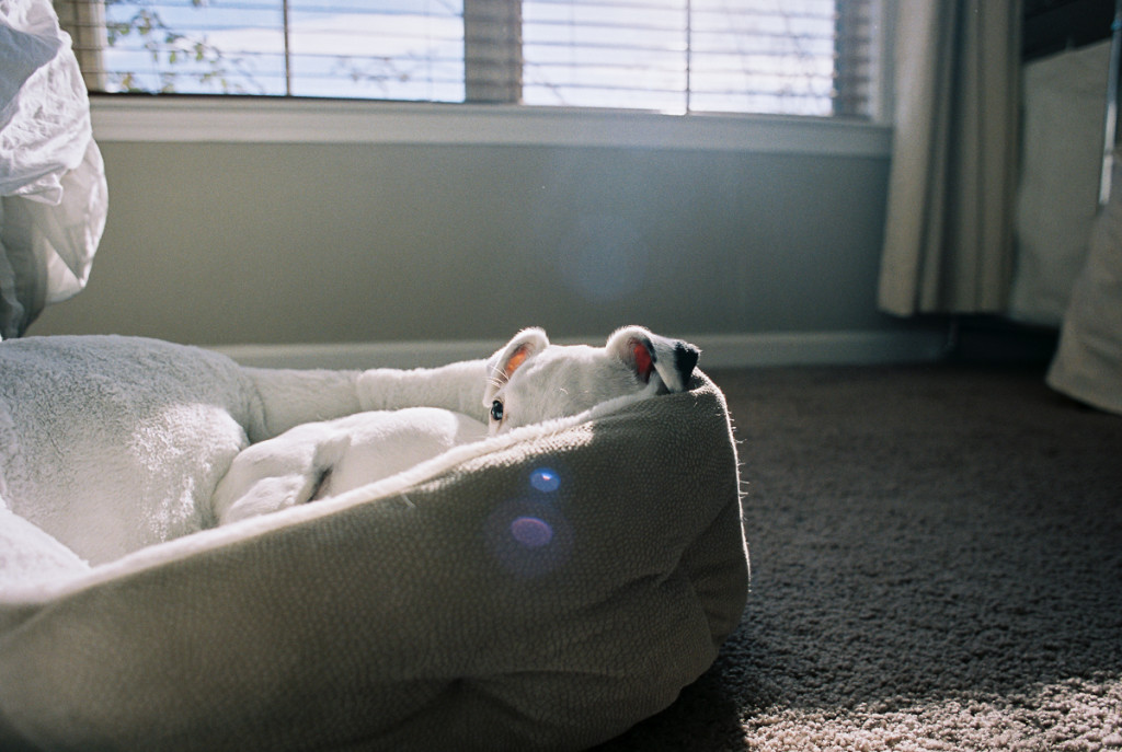 jack russell terrier dog peeks out of bed in sunny room film photo by megan cieloha
