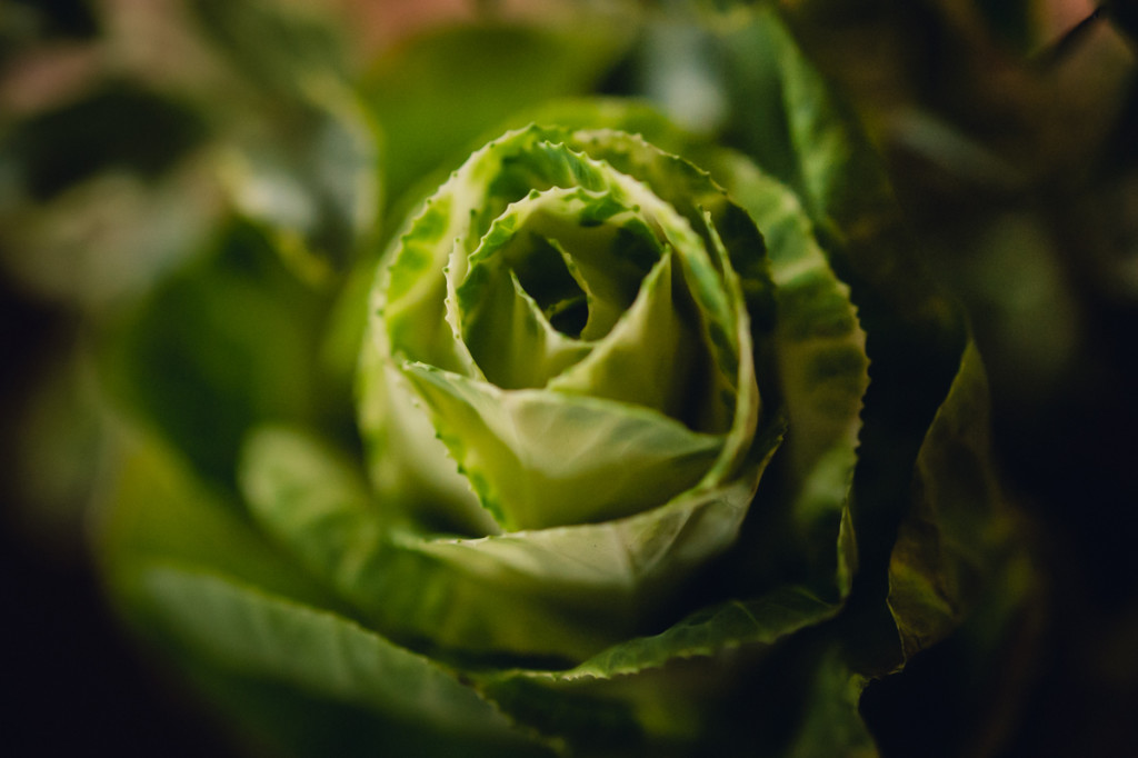 green kale bloom like a rose photo by megan cieloha