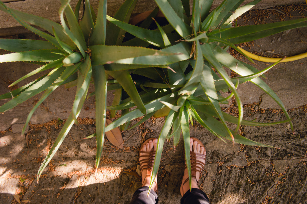 aloe plants in dappled sunlight by megan cieloha