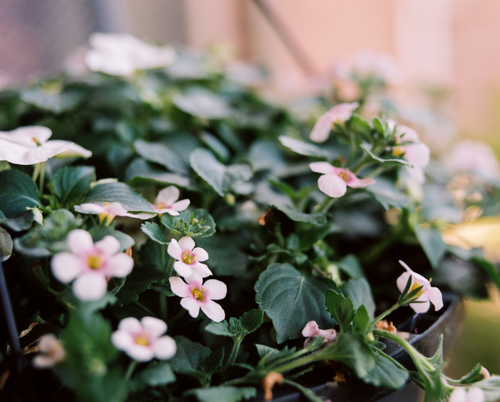 little pink flowers on portra 400 by megan cieloha