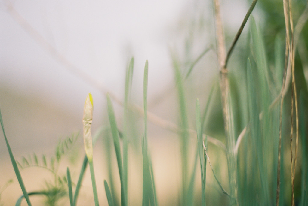 Daffodil bud on portra 400 picture by megan cieloha