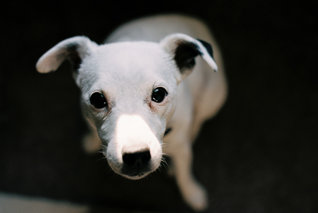 portrait of dog shot from above on portra 400 by megan cieloha