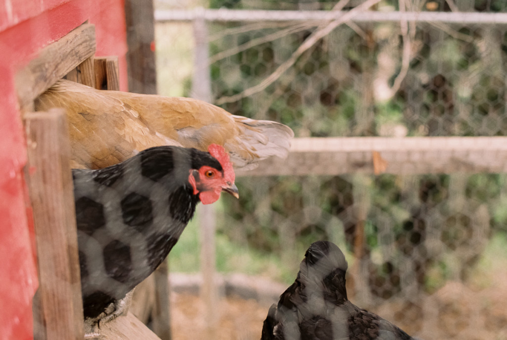 chickens in coop portra 400 film image in natural light photo by megan cieloha