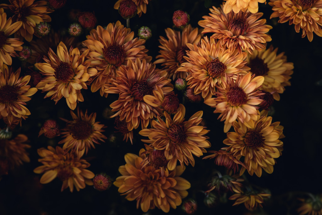 rust colored fall mums in golden hour light photo by megan cieloha