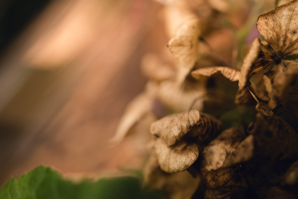 hydrangea image created with a prism by megan cieloha