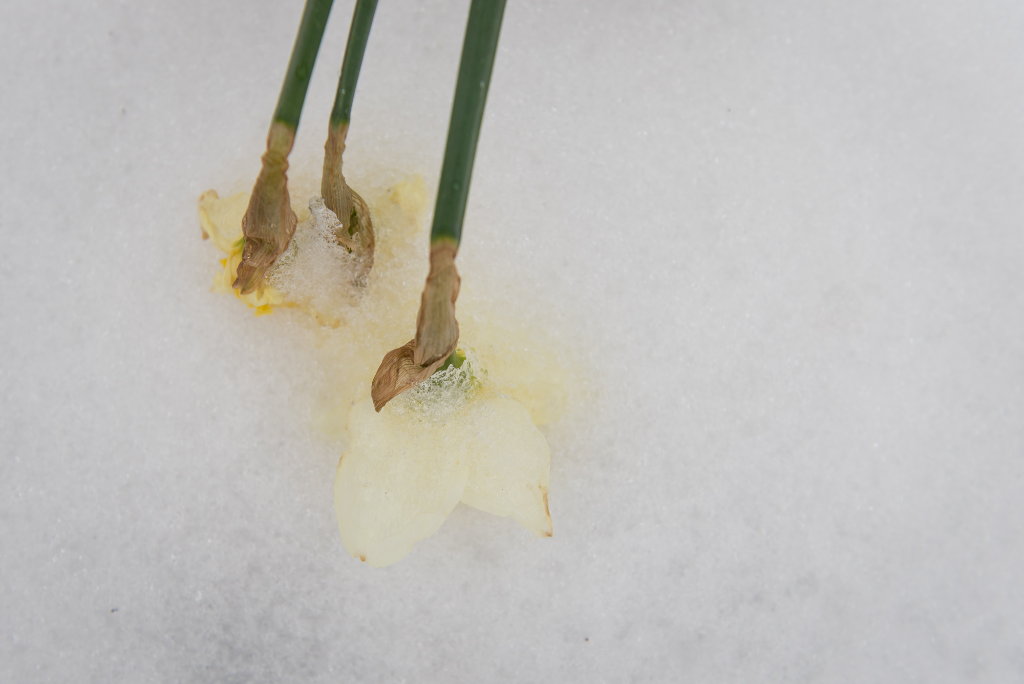 Images of shooting outside in snowy conditions