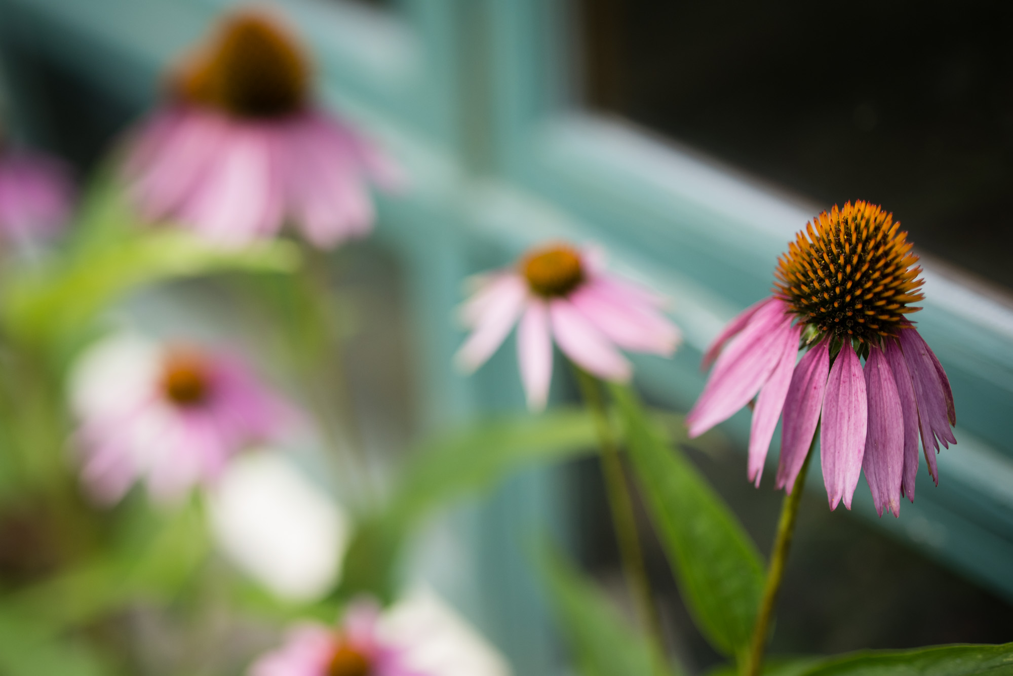 pictures of cozy craftsman home and plants in Ithaca New York