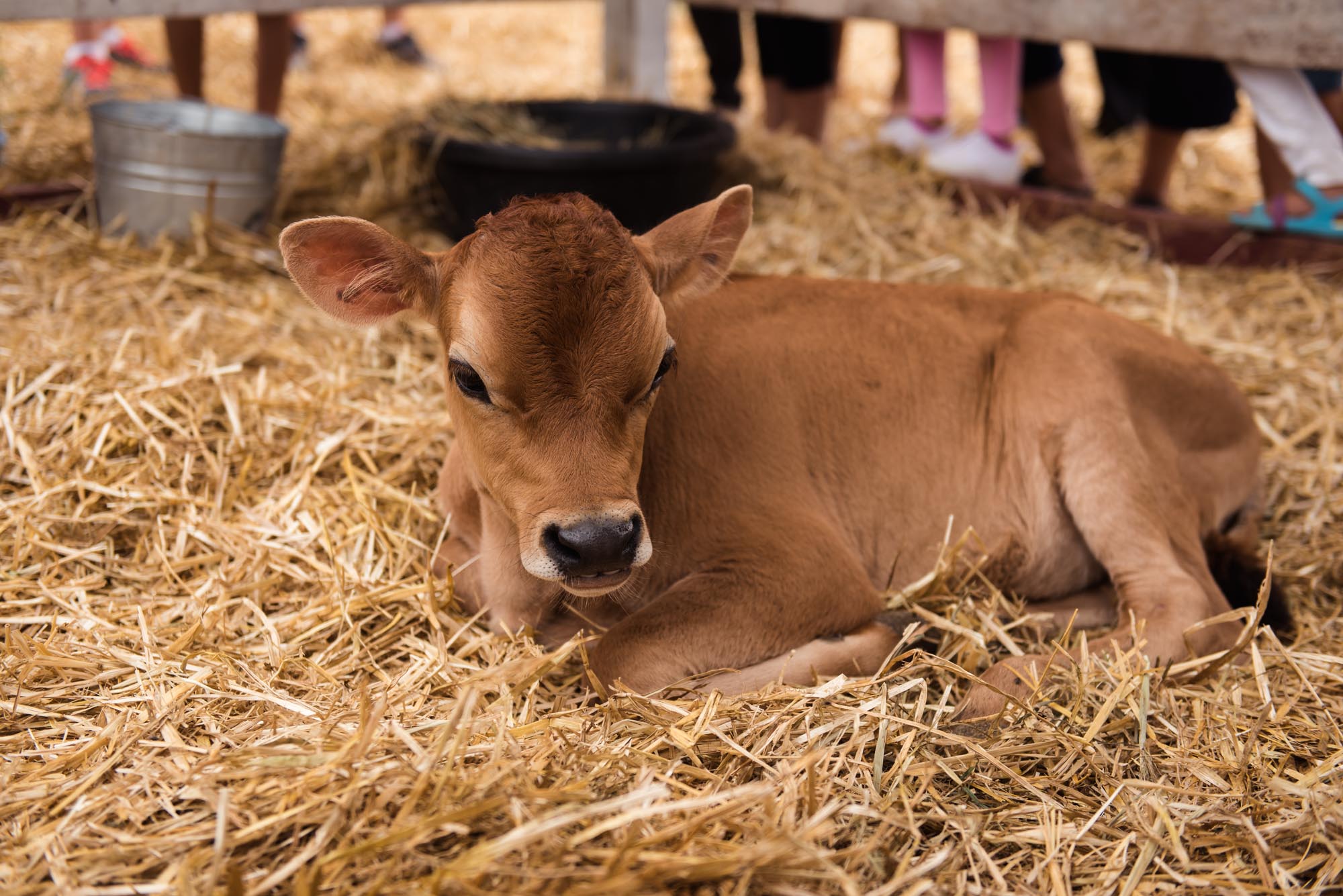 pictures of fall farm activities in Virginia by megan cieloha