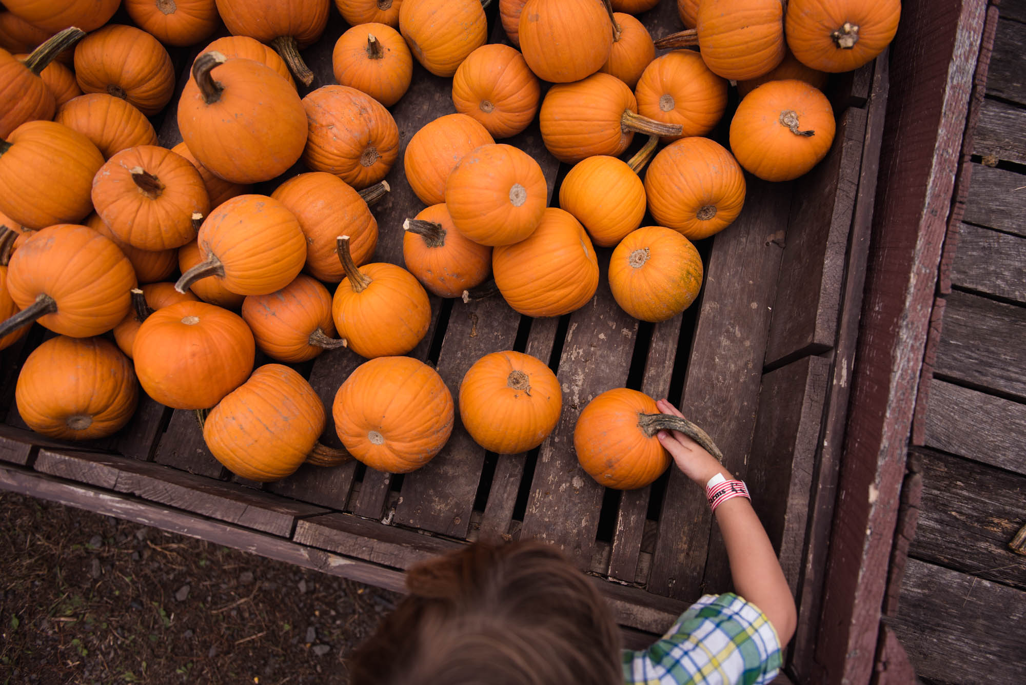 pictures of fall farm activities in Virginia by megan cieloha