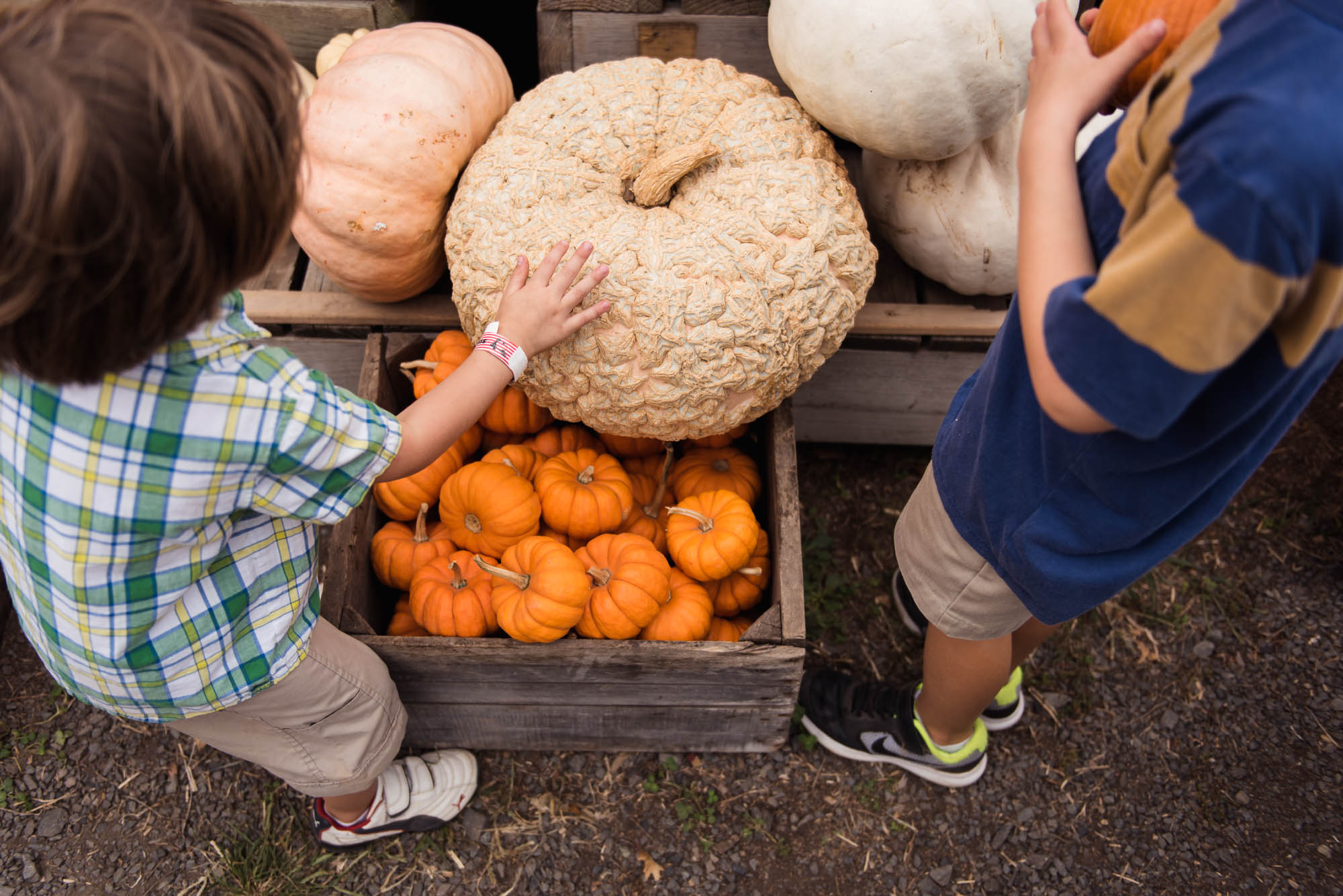 pictures of fall farm activities in Virginia by megan cieloha