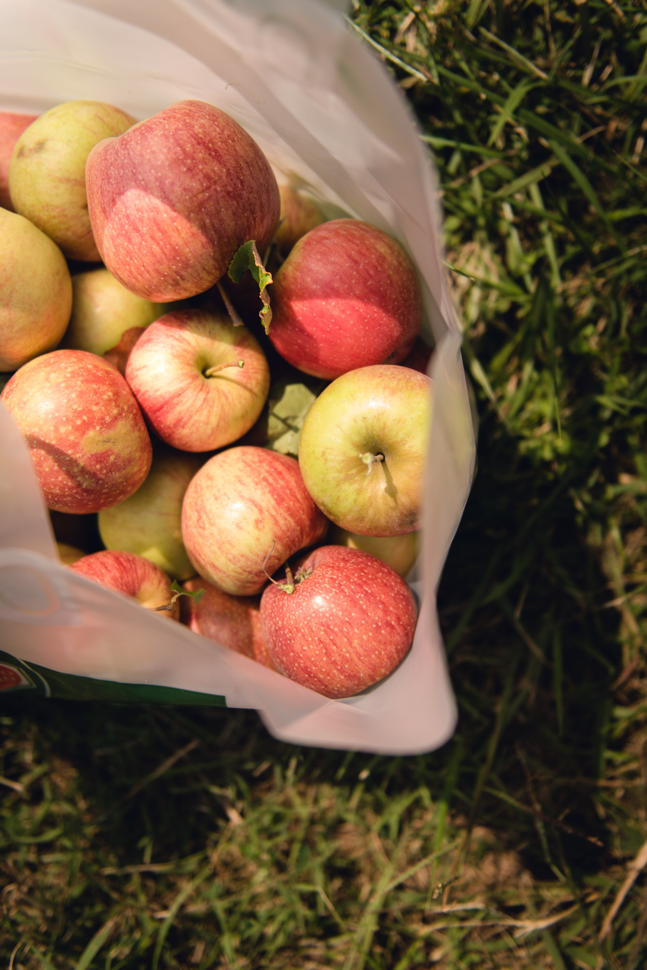 pictures of fall farm activities in Virginia by megan cieloha