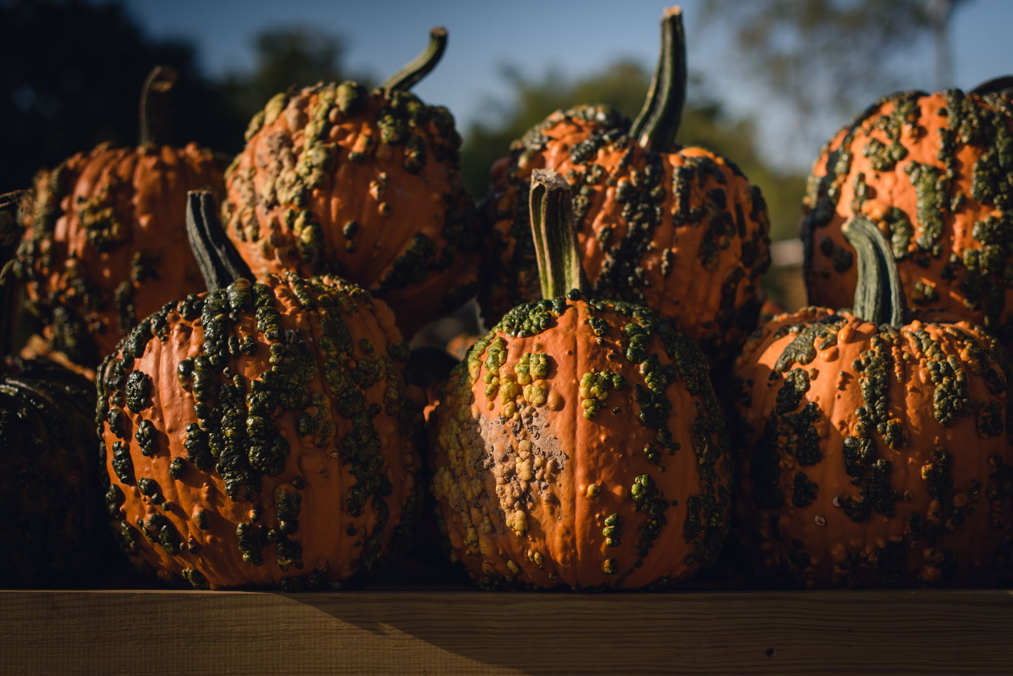 pictures of fall farm activities in Virginia by megan cieloha