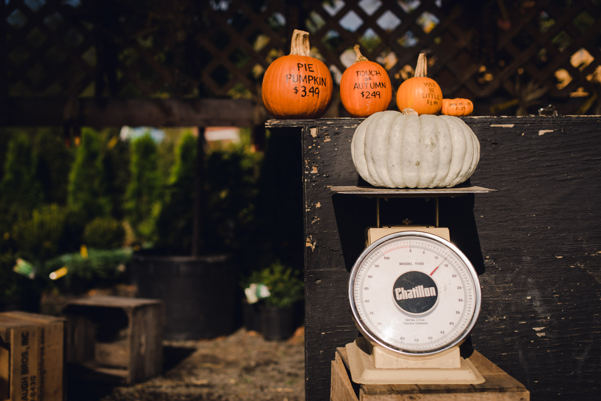 pictures of fall farm activities in Virginia by megan cieloha